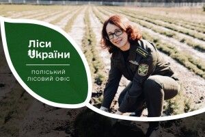 Лісівники Волині та Рівненщини готуються до висадки саджанців