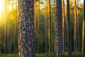 Біля Любомля лісокради нарубали сосен на 26000 гривень