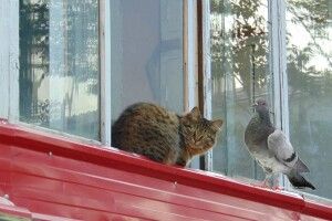 У Ковелі спалахнув гучний конфлікт між голубівником та котолюбами