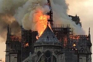 Бджоли собору Нотр-Дам вижили після пожежі