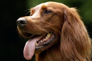 Скоро люди зможуть спілкуватися з собаками за допомогою перекладача