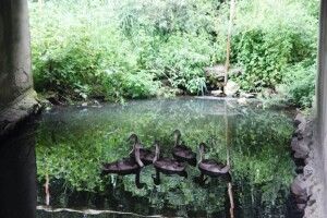 Бійці ДСНС врятували п'ятьох лебедят (фото)