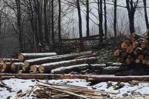 На Рівненщині звільнено всіх керівників лісгоспів