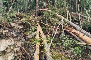 На Поліссі буревій натрощив дерев, лісівники прибирають наслідки