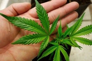 Протягом вихідних злапали чотирьох лучан з канабісом у кишенях