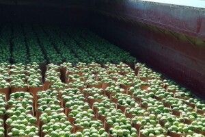 На Київщину прибула баржа з херсонськими кавунами (фото)