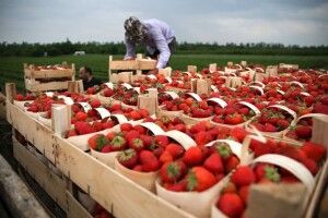 Європа закриває кордони для усіх, крім українських заробітчан: які професії користуються попитом