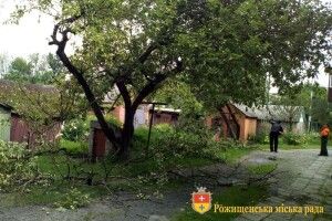 У Рожищі борються з гусінню