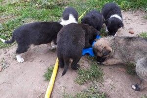 Юні хвостаті безхатьки шукають люблячих господарів (фото)