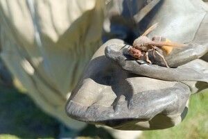 Волинян тероризують шершні