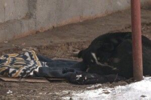 У Рівному замерзла жінка, яка жила на вулиці