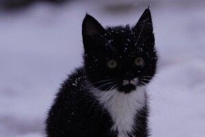 Нове життя Фелікса: як кошеня з волинської бригади знайшло новий дім