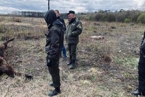На Великдень браконьєри вбили самку зубра (Фото 18+)