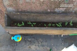 У Луцьку наркоту вирощували на даху багатоповерхівки
