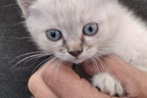 У Луцьку бажає познайомитися молода блакитноока блондинка (Фото)