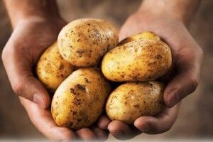 Що робити, щоб картопля гарно збереглася до весни
