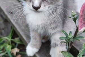 У Луцьку шукають надійних людей для пречудової котодівчинки (Фото)