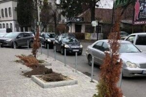 У Рівному виявили «забетоновані» туї 