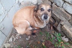 У Луцьку шукають власників наляканого «петардастами» песика (Фото)