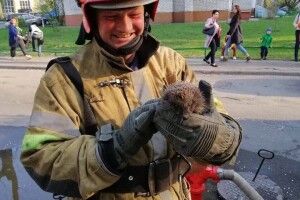 У Києві пожежники врятували з палаючого будинка їжачка (фото)