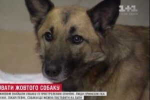 У Києві врятували собаку, якого знайшли у лісі з простреленою спиною 