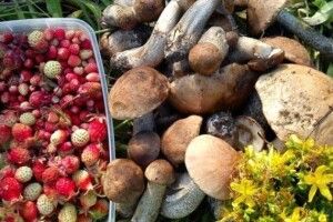 Надходження від заготівлі дарів лісу на Волині - 4 мільйонів гривень