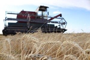 У Турійську закликають цілодобово охороняти хлібні поля