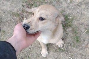 У Луцьку собаче щастя вхопило за хвіст «зірочку» з драматичною долею (Фото)