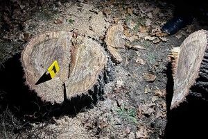 На Волині розслідують незаконну порубку дерев