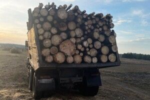 Рівненські поліцейські затримали на гарячому молодиків з деревиною (Фото)