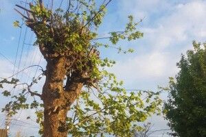 У Луцьку енергетики придумали унікальний метод обрізання дерев (Фото)