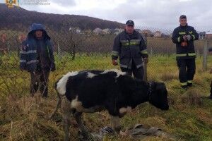 Рятувальники витягли теля, яке впало у колодязь і пробуло там два дні