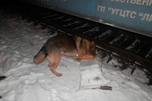 Службовий пес «винюхав» контрабандний товар