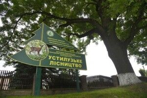 В Устилузі ростуть ясени, посаджені на честь скасування кріпосного права