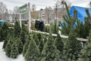 Де саме у Луцьку шукати новорічну ялинку цього року