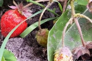 Любомльчани напередодні зими збирають полуницю і малину