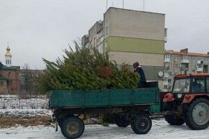 Для утеплення вольєрів: у волинському місті комунальники збирають ялинки 