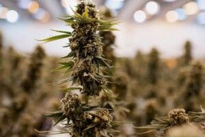 В Україні легалізували медичний канабіс