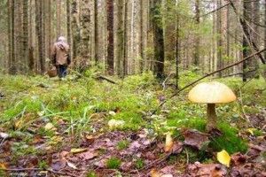 На Волині поліцейські врятували заблукалих грибників