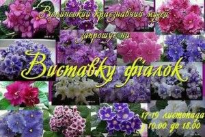 Волинський краєзнавчий музей запрошує відвідати виставку фіалок
