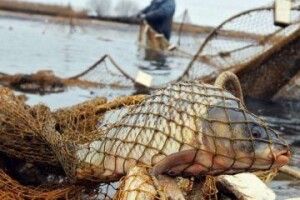 Змінять правила рибальства: як саме