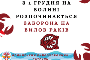 На Волині заборонили ловити раки
