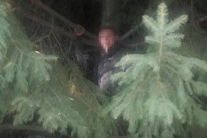 У Львові грабіжник, тікаючи від поліції, видерся на верхівку височезної ялини