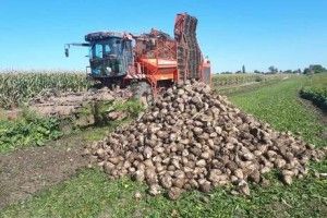 Чи вплинуть рекорди на вартість цукру?