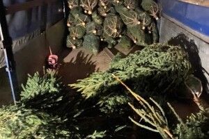 На Волині вилучили понад 400 нелегальних новорічних ялинок (Відео)