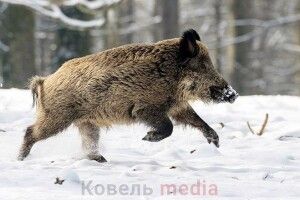 Дикий кабан спричинив ДТП неподалік Ковеля