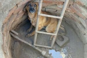 Без їжі і води, закриті у колодязі – волинянку судять за жорстоке поводження з тваринами