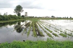 Повінь на Поліссі: повідомили, чи допоможе постраждалим держава