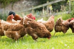 Українську курятину будуть перевіряти на антибіотики 