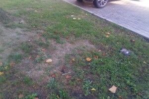 У центрі Луцька масово гинуть голуби